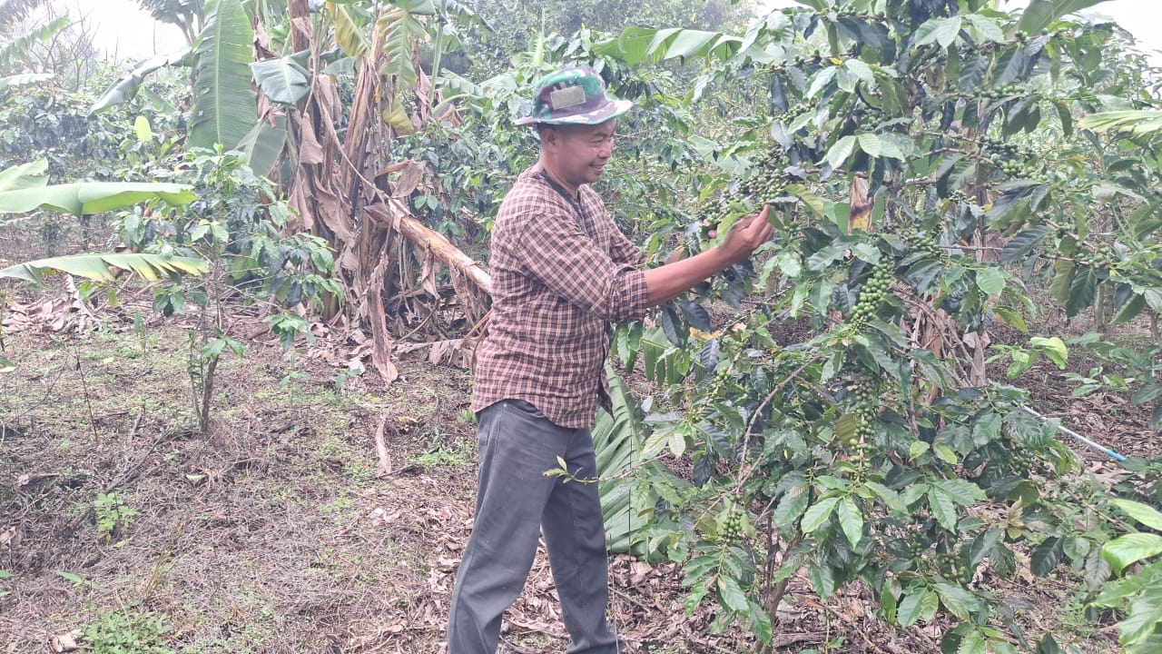 KUALITAS EKSPOR: Nur Hidayat menunjukkan tanaman kopi yang ditanam oleh para petani binaannya di Desa Jatiarjo, Kabupaten Pasuruan, Jawa Timur, Jumat (23/12).