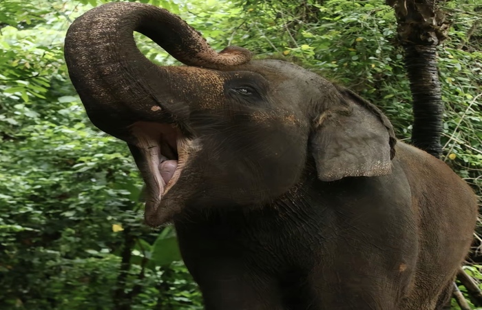 Molly gajah Bali Zoo