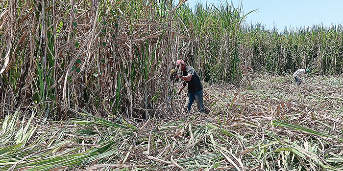 PERTANIAN: Salah seorang petani di Kabupaten Malang memanen tebu di ladangnya kemarin (17/12).