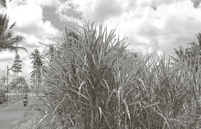 DIKEMBANGKAN SEJAK 2023: Mayoritas lahan tebu di Desa Pringu, Kecamatan Bululawang sudah menggunakan varietas baru yang lebih bagus rendemennya.