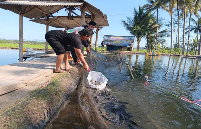TREN APIK: Warga esa Sananrejo, Kecamatan Turen memanen nila, beberapa waktu lalu. Desa itu menjadi satu dari enam kawasan budi daya nila di Kabupaten Malang.