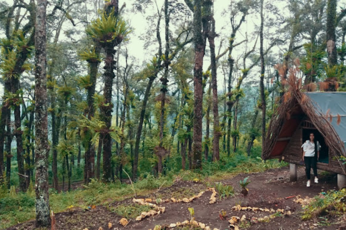Wana Wisata Kampung Enem atau Wiken berada di tengah hutan pinus (Google Maps Sam Ikid).