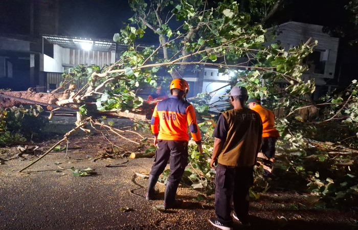 LANGSUNG DIBERSIHKAN: Pohon waru di Jalan Raya Kras Bumiayu, Desa Kemiri, Kecamatan Kepanjen tumbang pada abu malam (25/12), sekitar pukul 19.15.