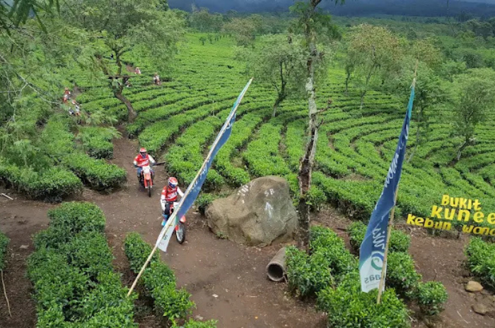 Asrinya agrowisata kebun teh Wonosari (Google Maps Rovy Bachtiar Safiullah).