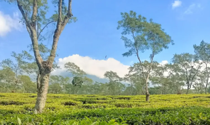 Keboen Teh Lawang (Foto: Google Maps/Naraya Aruna)