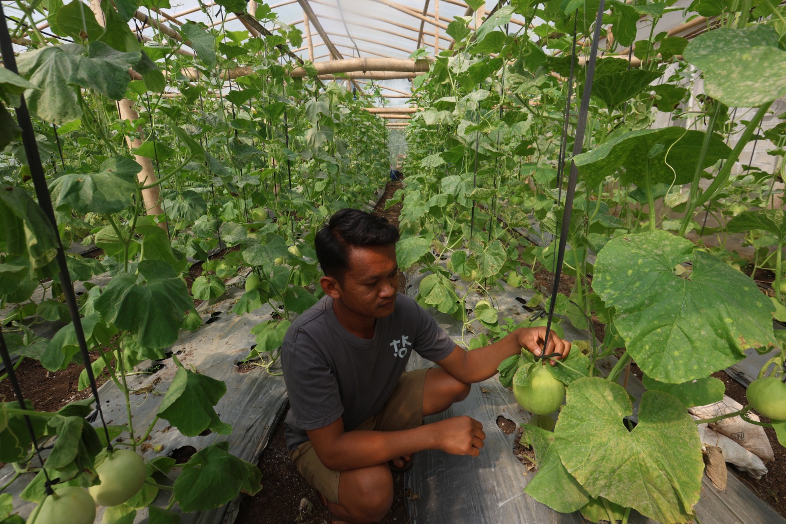 INOVATF: Agustinus Ferry Setiawan  menunjukkan melon hasil pertaniannya di Green House Desa Purwodadi, Kecamatan Donomulyo  kemarin (2/1).