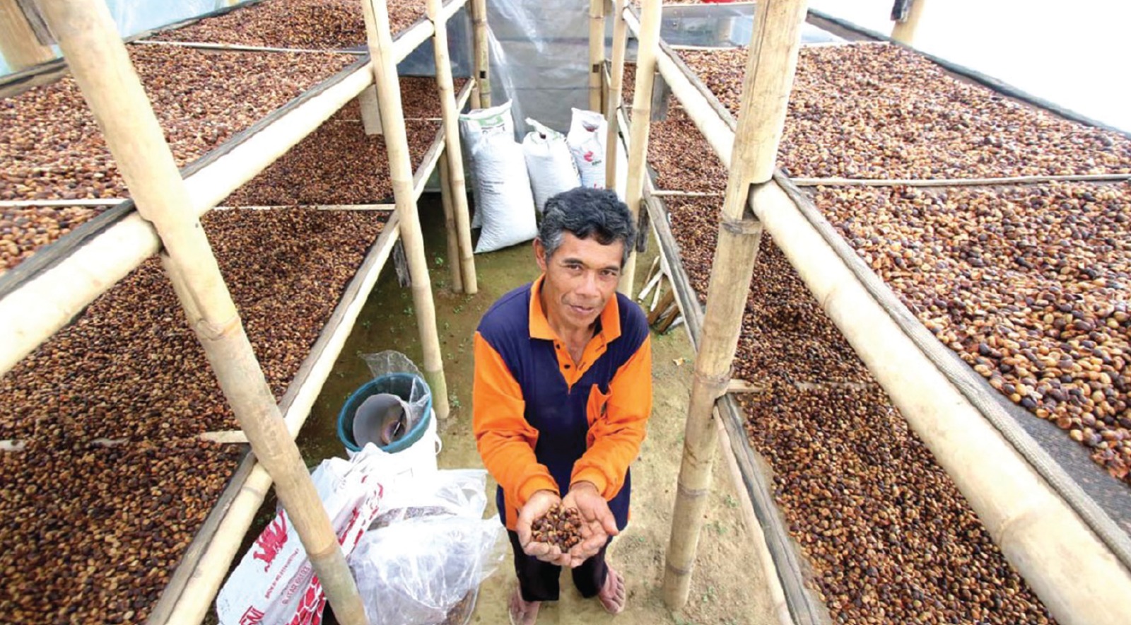 PRODUK LOKAL: Seorang petani di Desa Taji, Kecamatan Jabung, Kabupaten Malang menunjukkan kopi yang dalam tahap pengeringan. Kopi hasil pertanian warga banyak yang dikirim ke Asia dan Eropa. DARMONO