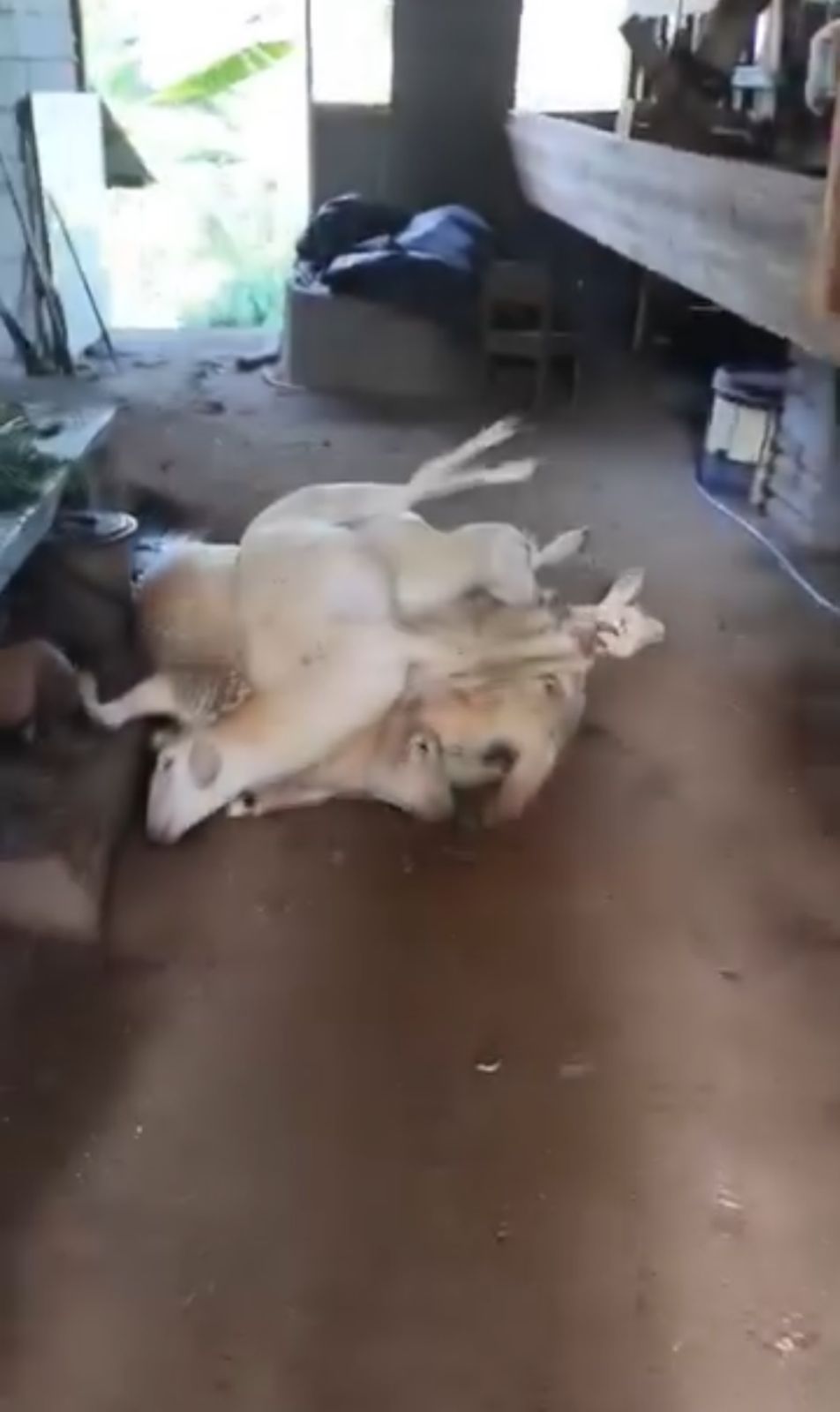 BUKAN VIRUS: Belasan kambing milik Muhammad Nasrun, warga Desa Argotirto, Kecamatan Sumbermanjing Wetan tergeletak di kandang setelah keracunan.