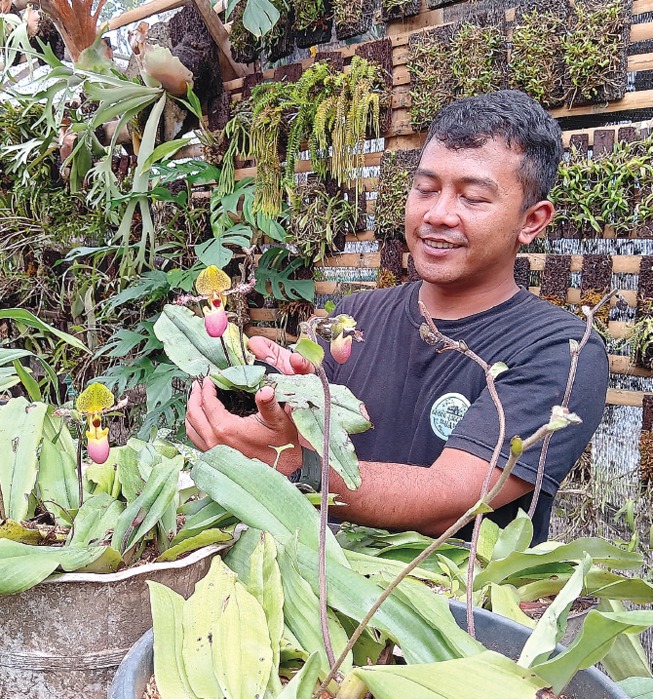 TEMBUS MANCANEGARA: Muhammad Aji Pamungkas menunjukkan bunga anggrek koleksinya di Aesa Bambang, Wajak. INDAH MEI YUNITA/RADAR KANJURUHAN