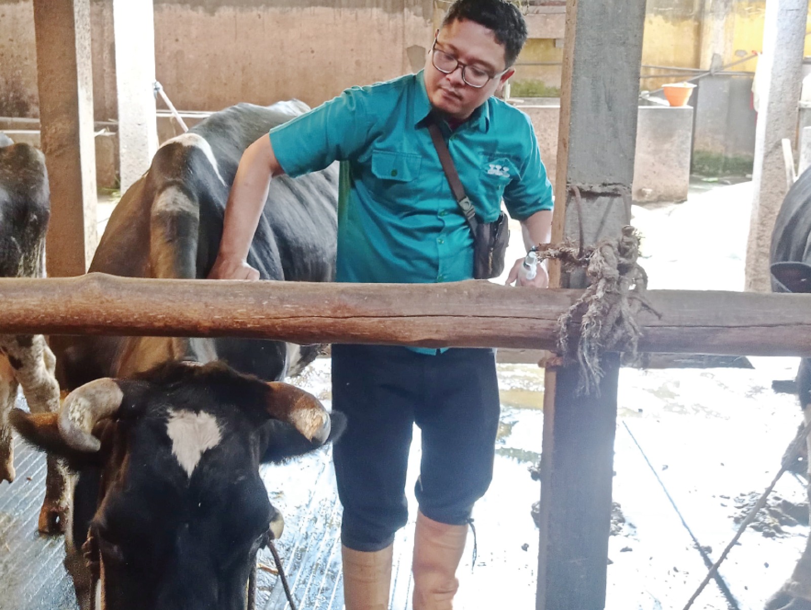 BERTAHAP: Petugas Dispangtan Kota Malang melakukan vaksinasi PMK ke sapi milik salah satu peternak pekan lalu. DISPANGTAN KOTA MALANG FOR RADAR MALANG