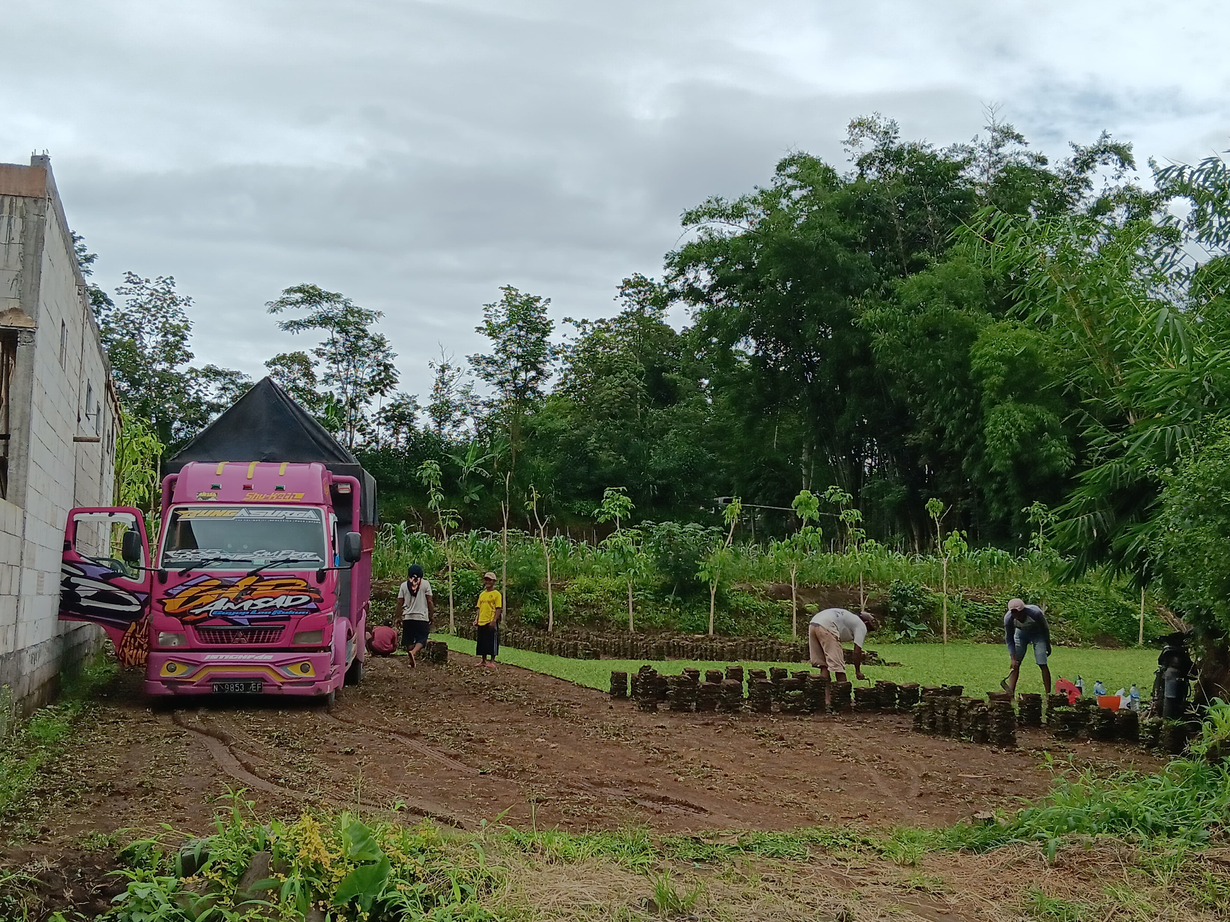 BUDI DAYA: Para pekerja mengambil rumput taman di Desa Kidangbang, Kecamatan Wajak untuk dikirim ke daerah lain.