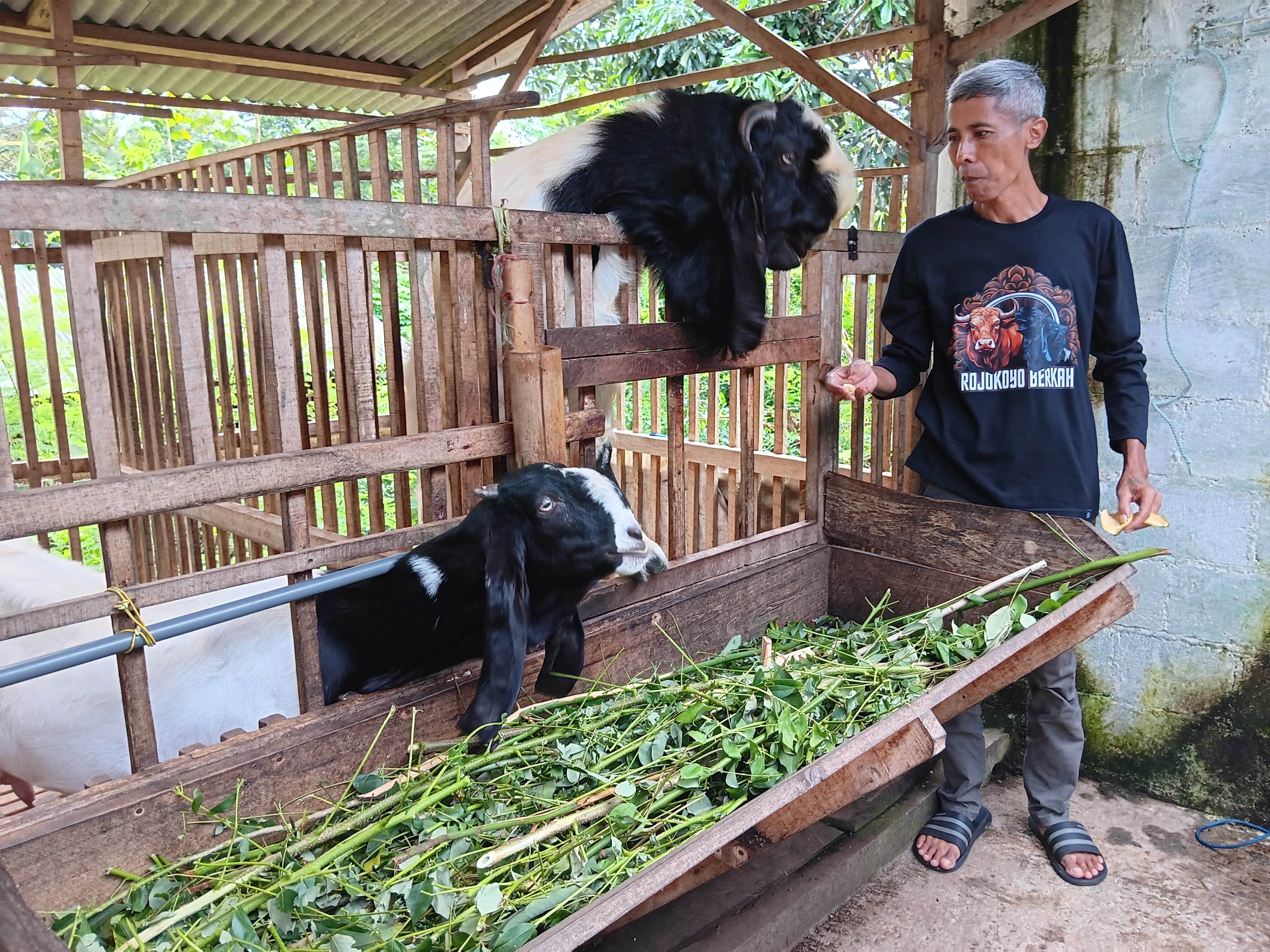 BIBIT UNGGUL: Peternak asal Desa Curungrejo, Kecamatan Kepanjen, menunjukkan kambing jenis etawa di kandangnya kemarin (23/1).