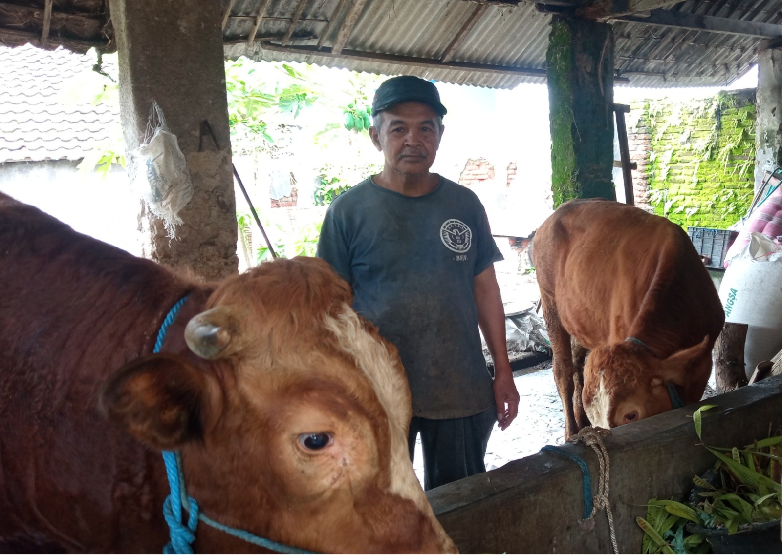 SISAKAN TIGA EKOR: Jumarali setelah membersihkan kandang sapi miliknya di Desa Beji, Kecamatan Junrejo, Kota Batu, kemarin. MOH RIZAL / RADAR MALANG