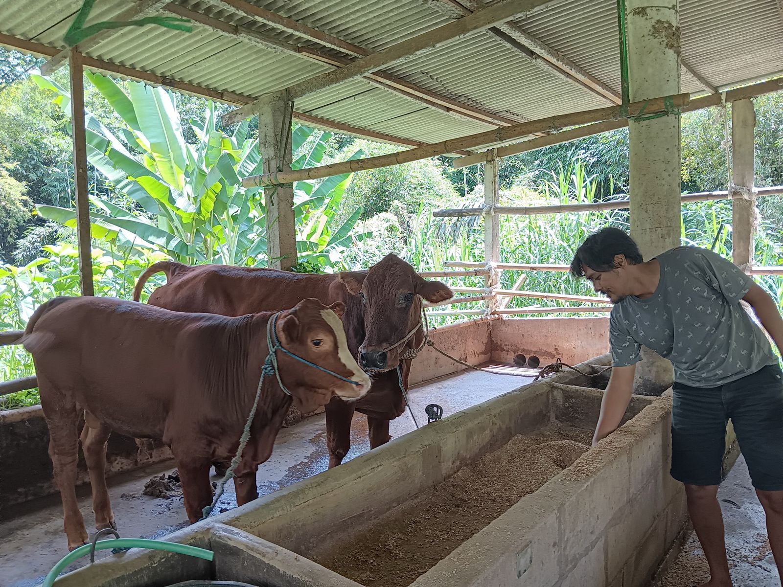 IKHTIAR: Tri Rahmat Habiby memberi makanan organik dari konsentrat dan bungkul jagung untuk sapinya yang tersisa dua ekor kemarin (24/1). I. M. YUNITA/RADAR MALANG