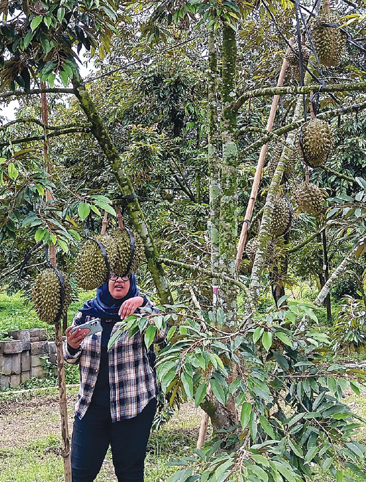 DAMPAK HUJAN: Seorang pengunjung wisata petik durian di Desa Sudimoro, Bululawang memilih buah yang berkualitas. INDAH MEI YUNITA/RADAR KANJURUHAN