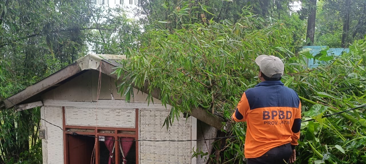 BENCANA: Tim dari BPBD Kabupaten Malang meninjau dan mengevakuasi bambu kuning yang menimpa rumah warga Dusun Gumul, Desa Sukomulyo, Kecamatan Pujon kemarin (30/1)