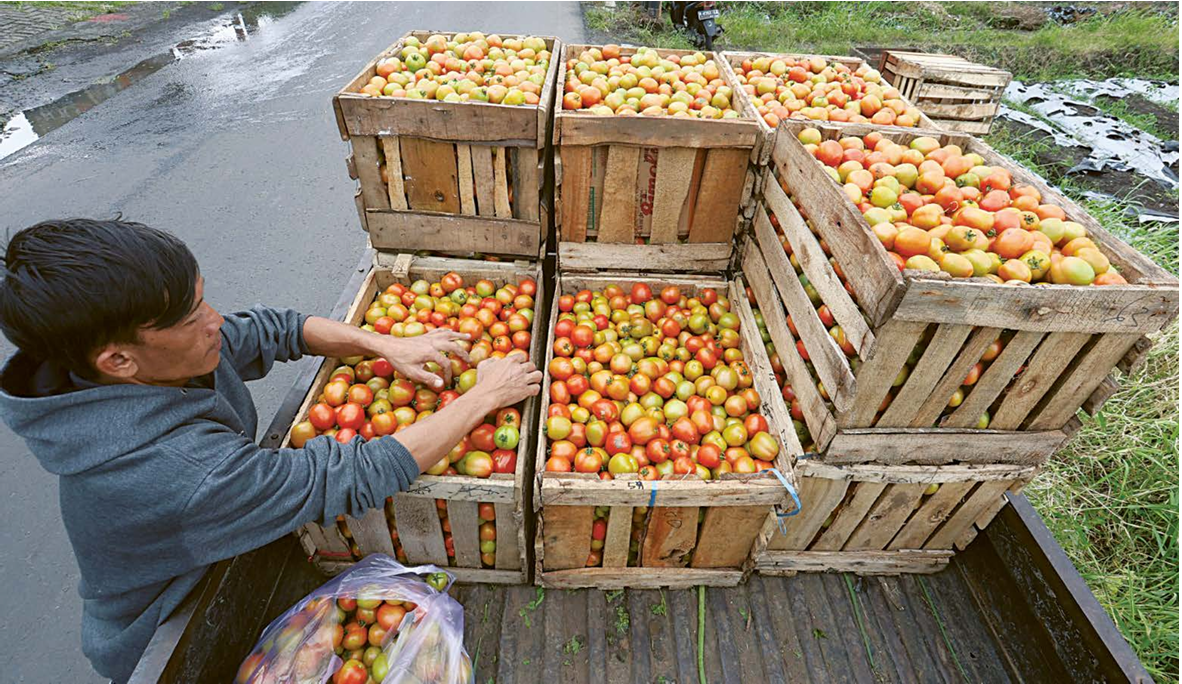 PANEN: Petani membawa beberapa kotak tomat untuk dipasarkan ke Pasar Karangploso kemarin (30/1). Masing-masing kotak berisi 60 kilogram tomat. DARMONO/RADAR MALANG