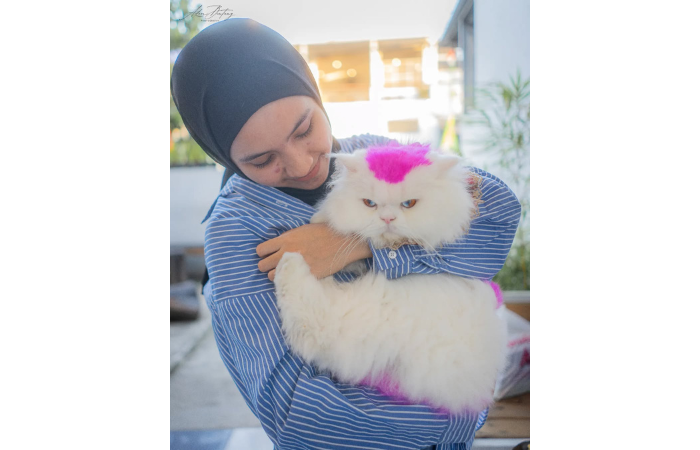 Bermain bersama kucing di Meow Cat Cafe (Instagram: meow_catcafe.mlg)