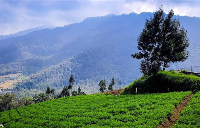 Keindahan alam Bukit Brakseng (Google Maps: frank variasi)