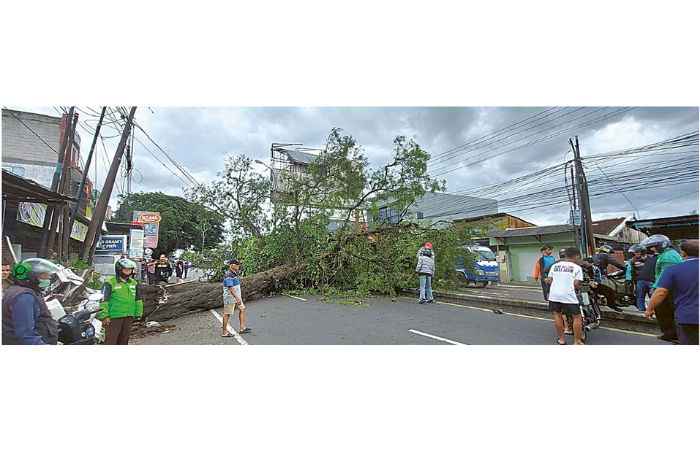 AKIBAT ANGIN KENCANG: Pohon petai yang tumbang melintang menutup ruas jalan dan mengakibatkan kemacetan di jalan raya. (BIYAN MUDZAKY HANINDITO / RADAR KANJURUHAN)