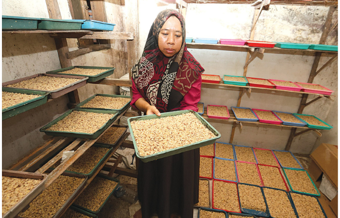 GANTI BAHAN BAKU: Murtini, salah satu produsen tempe kacang di Desa Sekarpuro, Pakis menunjukkan bungkil yang sedang difermentasi, Selasa (11/2). (DARMONO/RADAR MALANG)