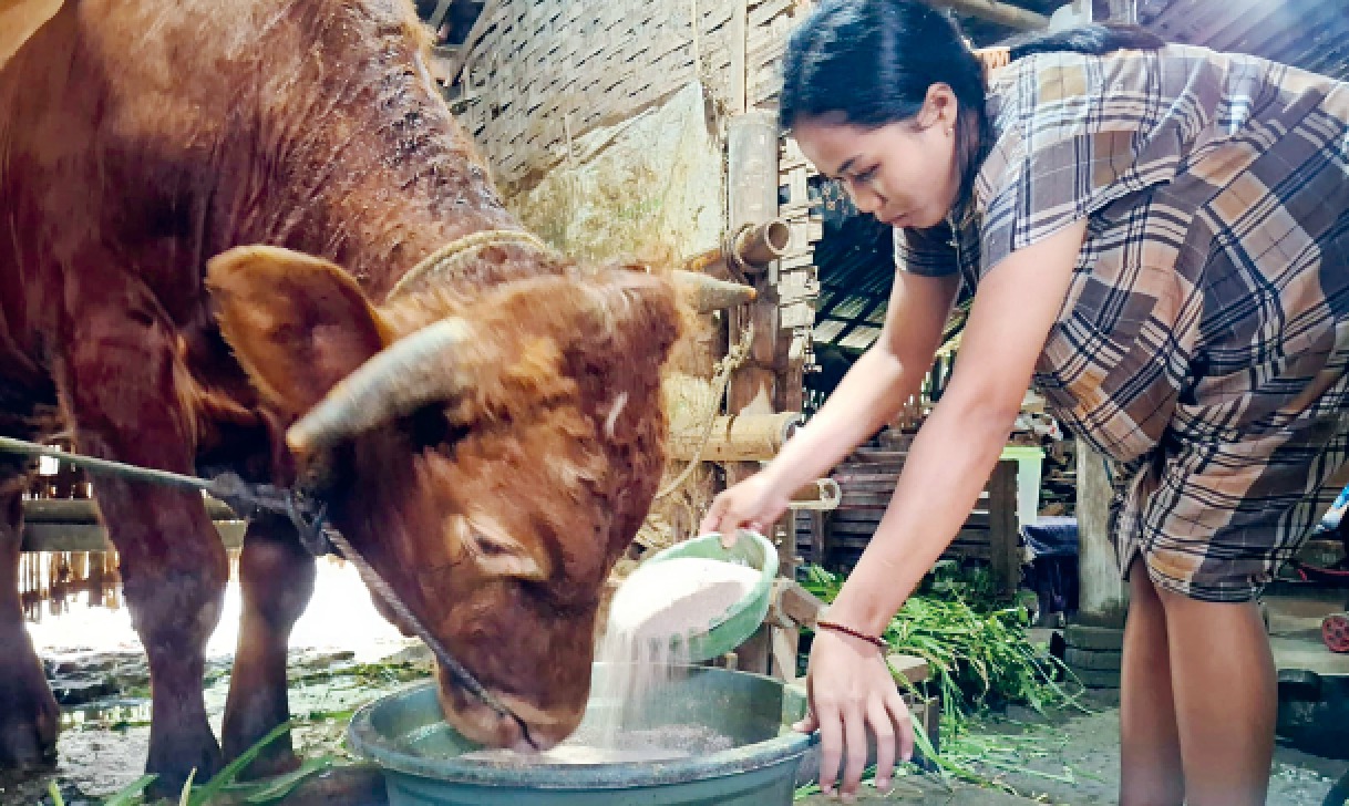 Salah seorang warga RT 1/RW 7, Kelurahan Buring, Kota Malang memberi makan sapi ternak miliknya. Para peternak di kawasan tersebut akan mendapat jatah vaksin tambahan dari pemerintahan.