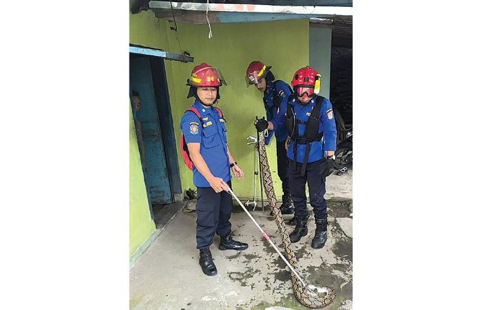 BAHAYAKAN WARGA: Tim Damkar Kabupaten Malang setelah berhasil menangkap ular yang masuk rumah warga Karangduren, Kecamatan Pakisaji kemarin (13/2). (DAMKAR KABUPATEN MALANG FOR RADAR KANJURUHAN)