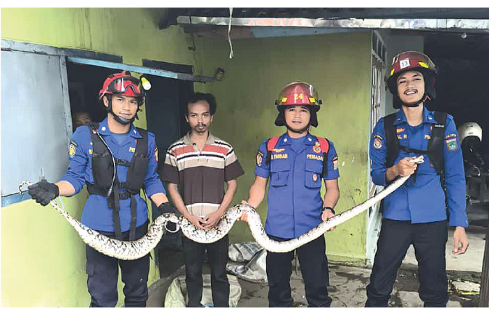 EVAKUASI: Tiga personel Damkar Kabupaten Malang mengamankan ular yang masuk ke rumah warga di Desa Karangduren, Kecamatan Pakisaji, Kamis lalu (13/2). (DAMKAR KABUPATEN MALANG FOR RADAR KANJURUHAN)