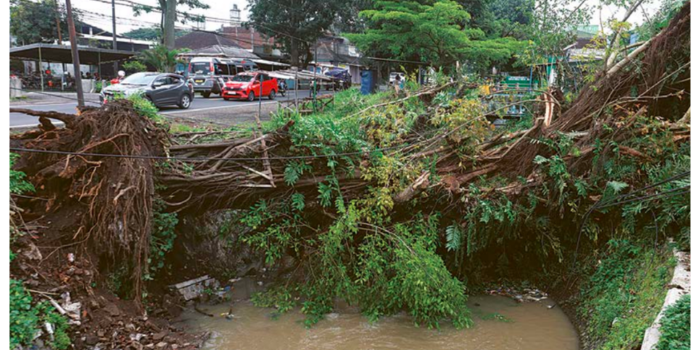 AKAR LAPUK: Pohon beringin di Jalan Raya Desa Kebonagung, Kecamatan Pakisaji tumpang dan menimpa atap rumah warga kemarin (20/2).