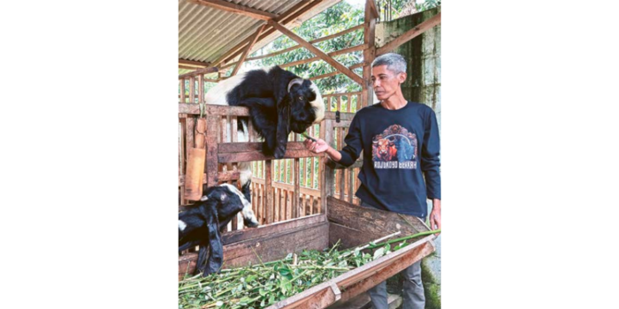POTENSIAL: Seorang peternak asal Desa Curungrejo, Kecamatan Kepanjen memberi makan kambing etawa di kandang Sumber Brantas Farm, Jumat lalu (21/2).