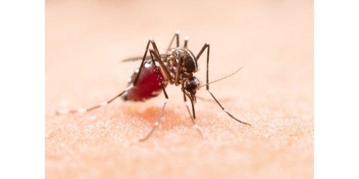 Foto nyamuk Aedes Aegypti, salah satu penyebab penyakit DBD. (Freepik)