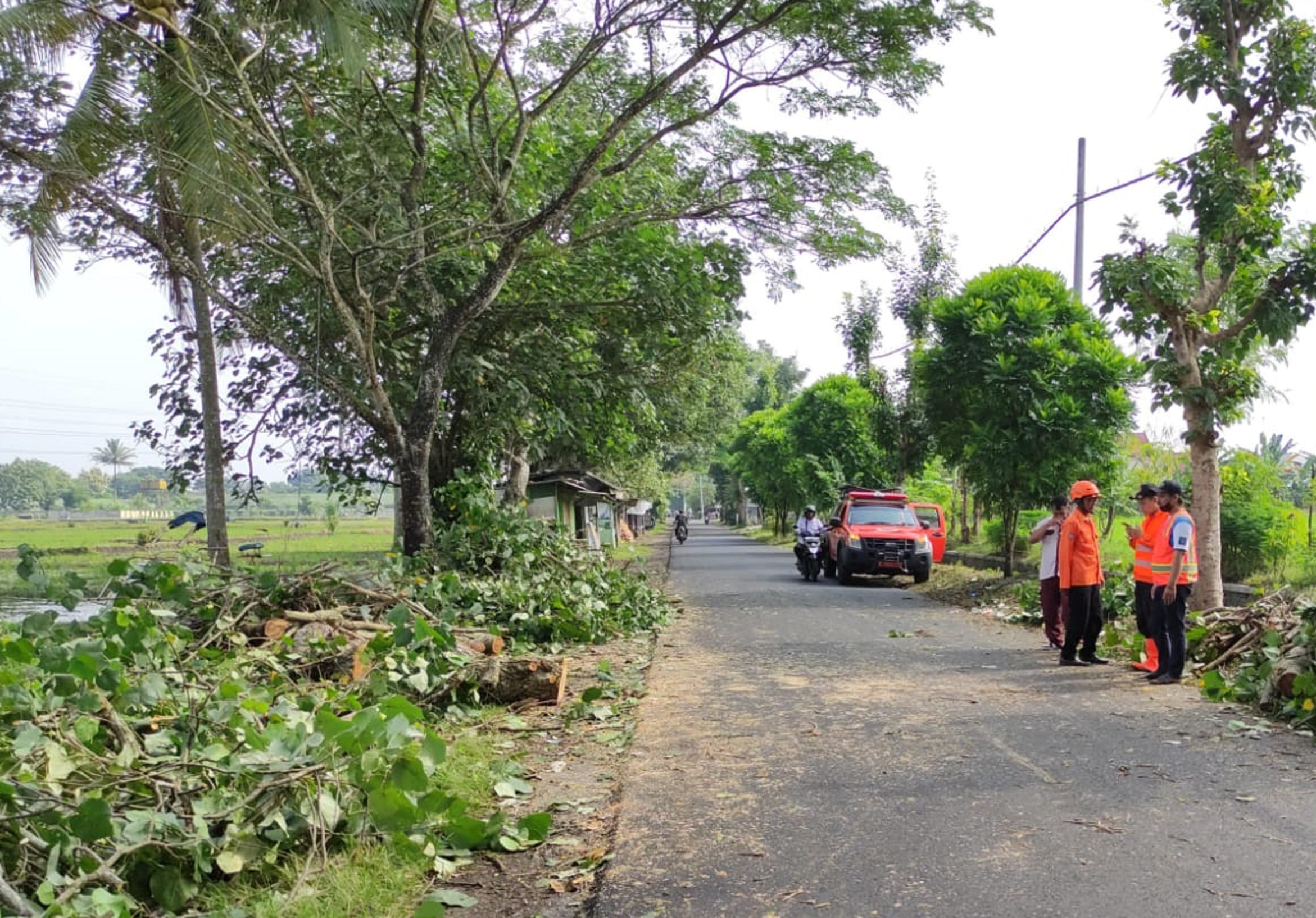 IMBAS CUACA: Petugas BPBD Kabupaten Malang mengevakuasi pohon tumbang di Desa Mangunrejo, Kecamatan Kepanjen, Malang.