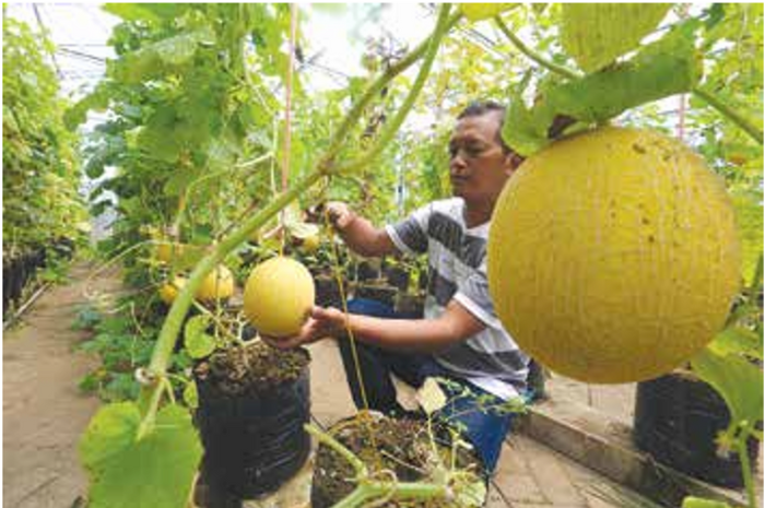 VARIETAS UNGGUL: Anggota BUMDes Cinde Wilis di Desa Pakisaji memanen melon jenis golden intanon kemarin. (DARMONO/RADAR MALANG)