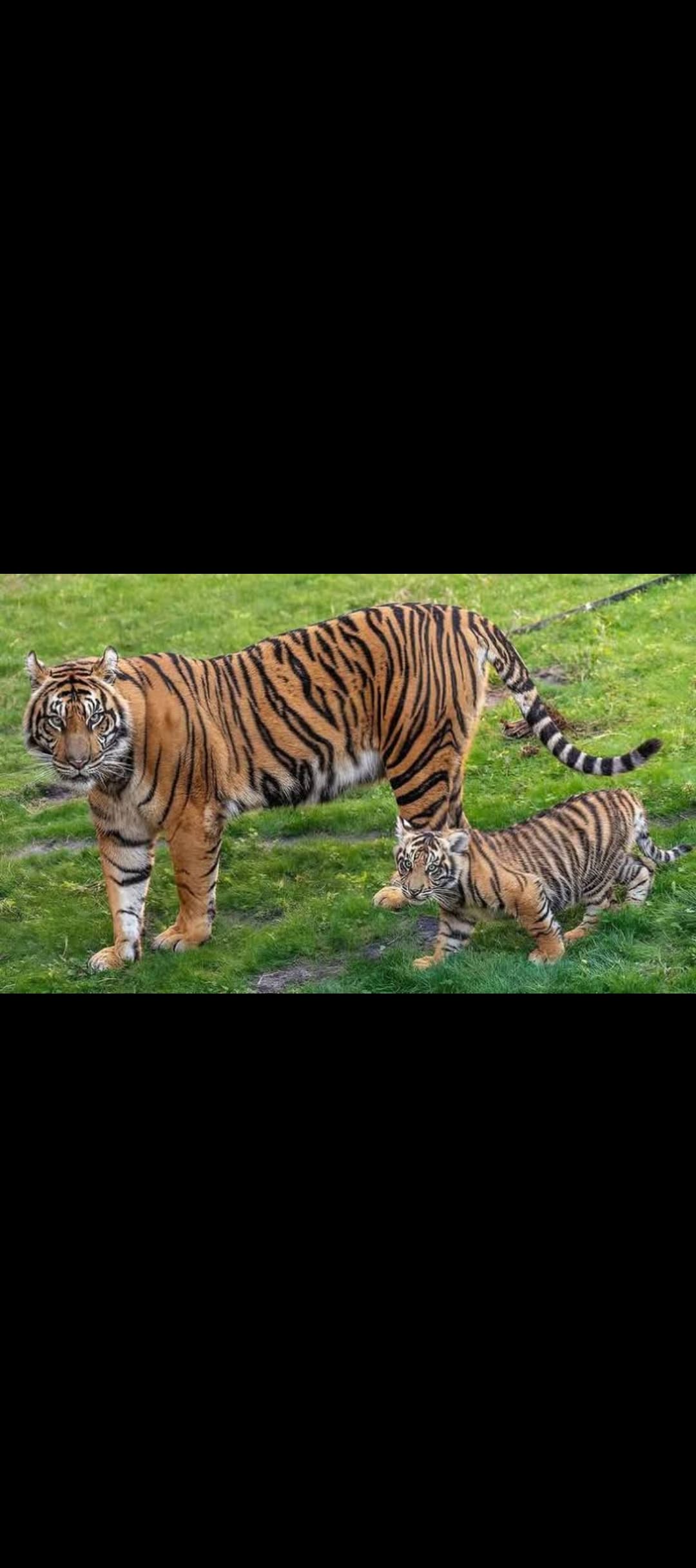 Harimau Sumatera di Animal Kingdom Disney