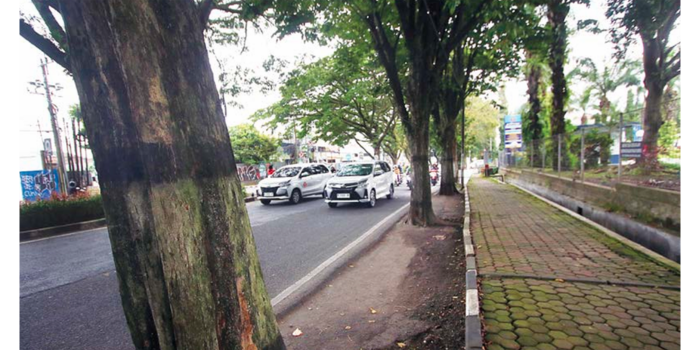 PROYEK PROVINSI: Deretan pohon di sisi barat Jalan Soekarno-Hatta bakal ditebang untuk mempermudah pembangunan drainase. Peremajaan pohon akan dilakukan setelah proyek selesai.