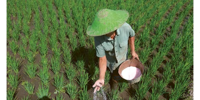 BUTUH PUPUK SUBSIDI: Seorang petani di Mojosari, Kecamatan Kepanjen memupuk sawahnya agar pertaniannya subur. Tahun ini, Kabupaten Malang mendapat jatah 55.655 ton pupuk subsidi.