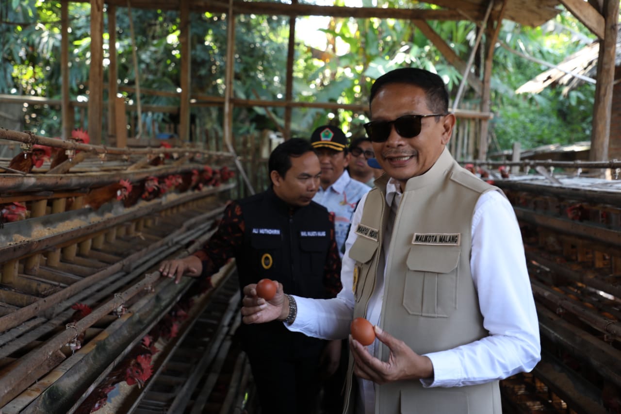 STABIL: Wali Kota Malang Wahyu Hidayat mengunjungi peternakan ayam petelur.