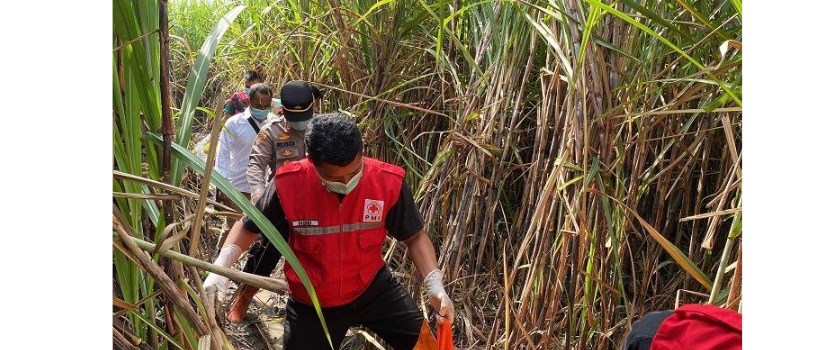 Polres Bantul, PMI Bantul, dan beberapa pihak sedang melakukan evakuasi temuan kerangka manusia di ladang tebu PG Madukismo, Kabupaten Bantul.