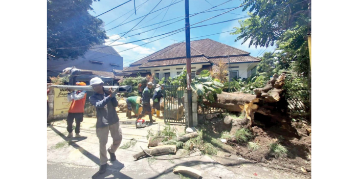 Pohon flamboyan di Jalan MGR Sugiyopranoto, Kelurahan Kiduldalem, Kecamatan Klojen tumbang, kemarin siang (21/3). Tiang PJU dan kabel provider terimbas reruntuhan pohon (NABILA AMELIA / RADAR MALANG).