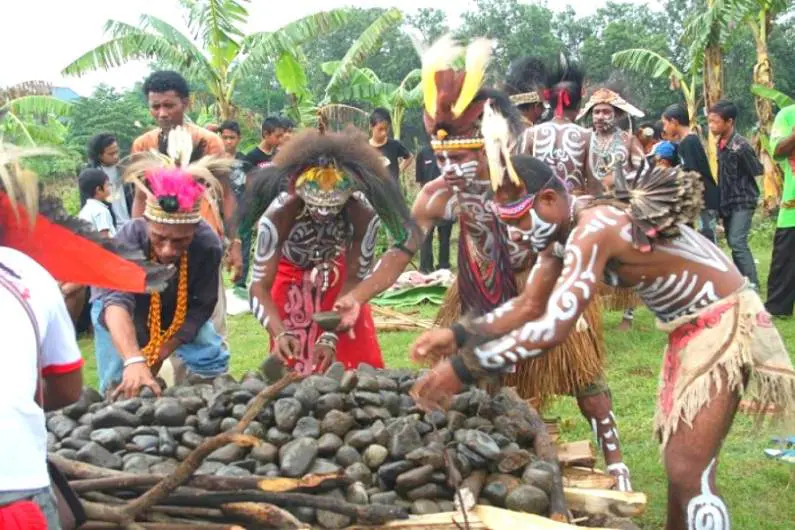Tradisi Bakar Batu di Papua. (Gotravela Indonesia)