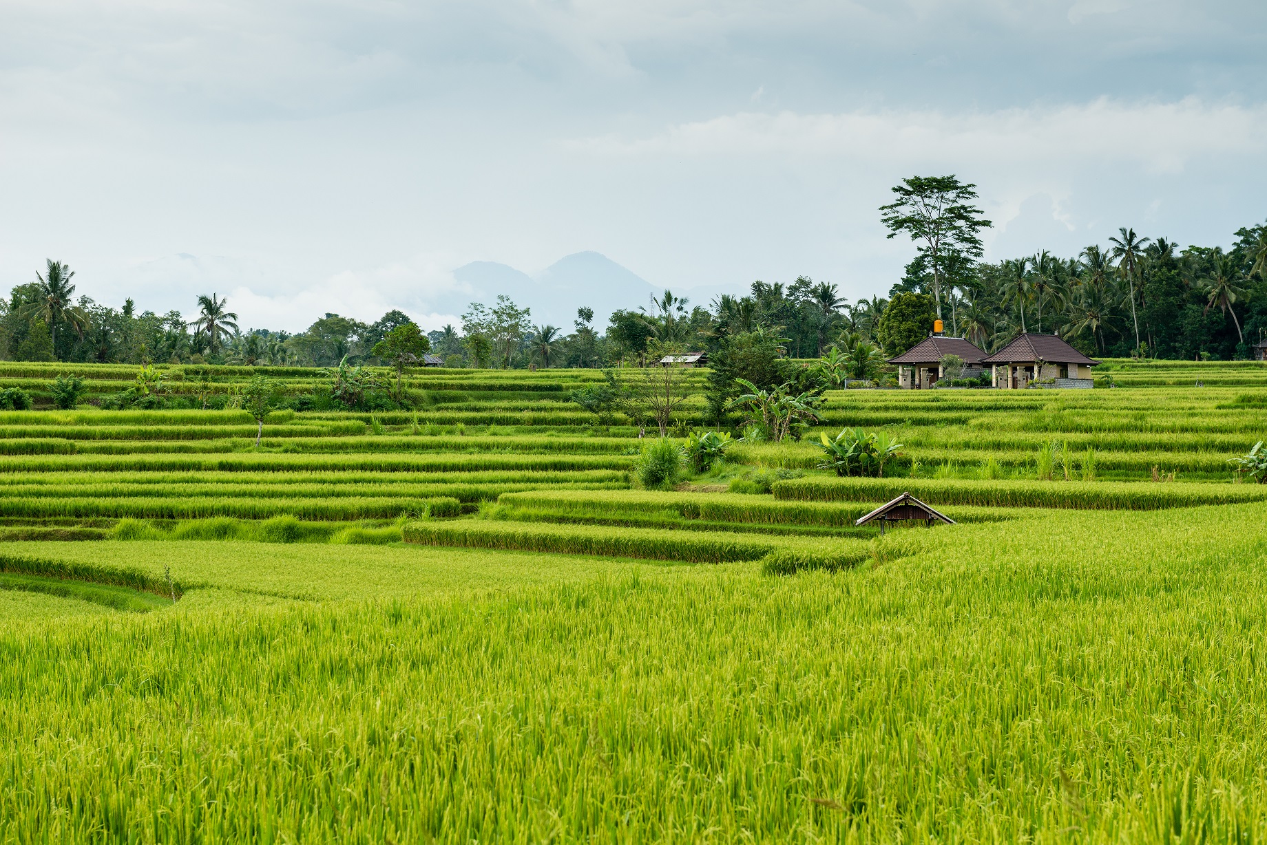 HIJAU: Ilustrasi sawah di Nganjuk yang mengasilkan panen padi ratusan ton tetapi petani tak menikmati hasilnya.