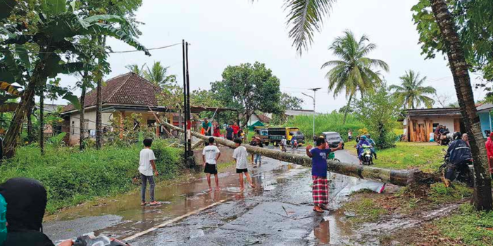IMBAS ANGIN KENCANG: Tim dari Badan Penanggulangan Bencana daerah (BPBd) Kabupaten Malang mengevakuasi pohon yang tumbang di Jalan abdul Mukti RT 3 RW 1 dusun Tawangrejeni, desa Tawangrejeni.