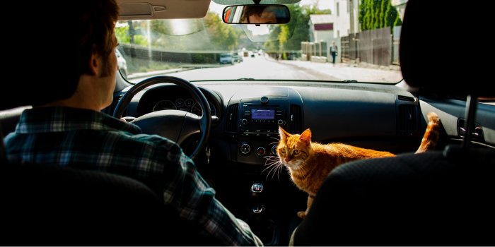 Membawa hewan peliharaan saat mudik (freepik.com).