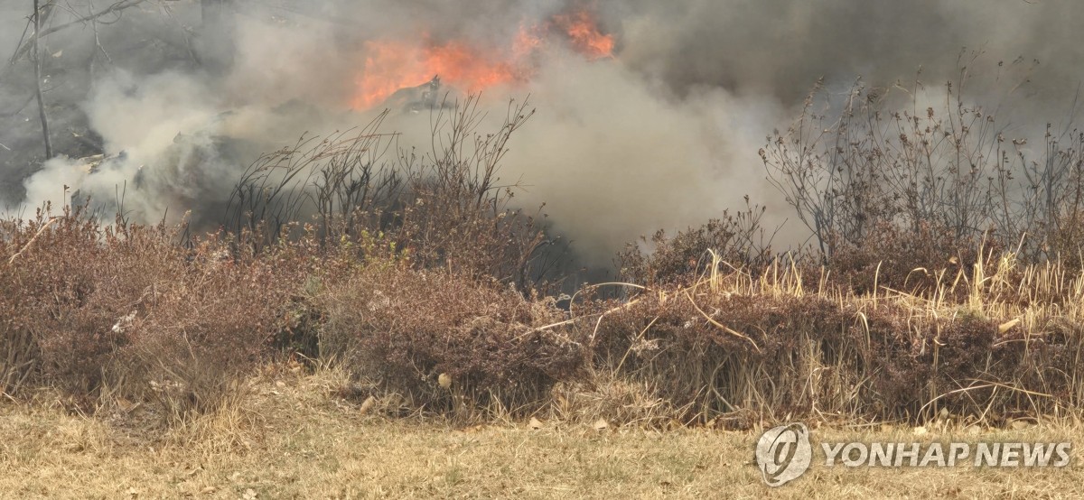 Kebakaran Hutan di Uiseong, Korea Selatan (Naver/Yonhap News)