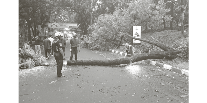 AKIBATKAN MACET: Tim dari BPBD Kabupaten Malang mengevakuasi pohon tumbang di Jalan Raya Karangkates, Kecamatan Sumberpucung kemarin (27/3).