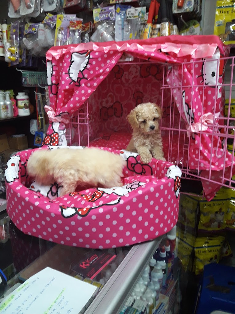 Pet Hotel di Kota Malang ( VDB PetShop 1 DOG&CAT GROSIR RETAIL).