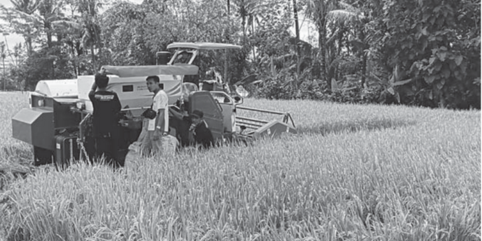 CANGGIH: Beberapa petani di Pakisaji, Kabupaten Malang memanen padi menggunakan alat dan mesin pertanian (Asintan) beberapa waktu lalu.