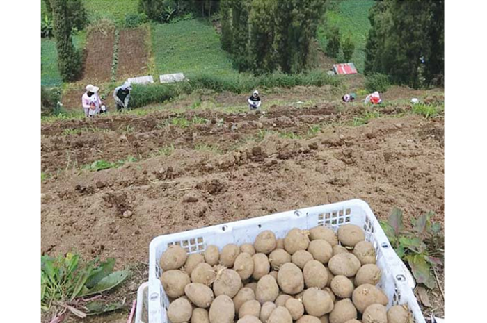 HASIL BUMI: Kentang yang baru saja dipanen petani di Desa Ngadas, Kecamatan Poncokusumo langsung dikirim ke pasar-pasar tradisional. (DARMONO/RADAR MALANG)