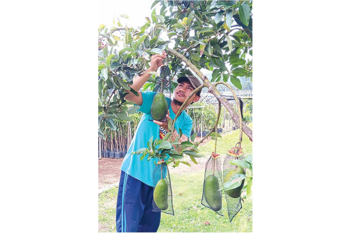 UNGGULAN: Salah satu petani apukat yang berada di Desa Wonorejo, Kecamatan Lawang, Kabupaten Malang saat merawat tanamannya, beberapa waktu lalu. (INDAH MEI YUNITA/RADAR KANJURUHAN)