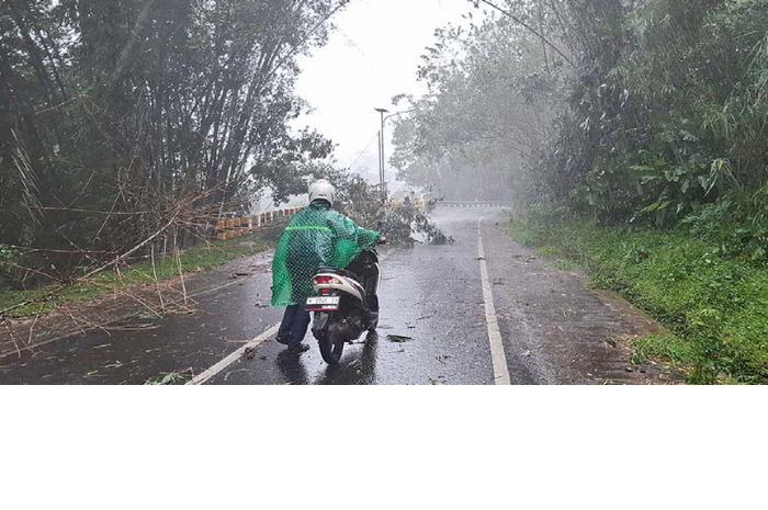 BENCANA HIDROMETEOROLOGI: Pohon tumbang akibat tersapu angin di Desa Sumber manjing Wetan, Kecamatan Sumbermanjing Wetan. (BIYAN MUDZAKY HANINDITO / RADAR KANJURUHAN)